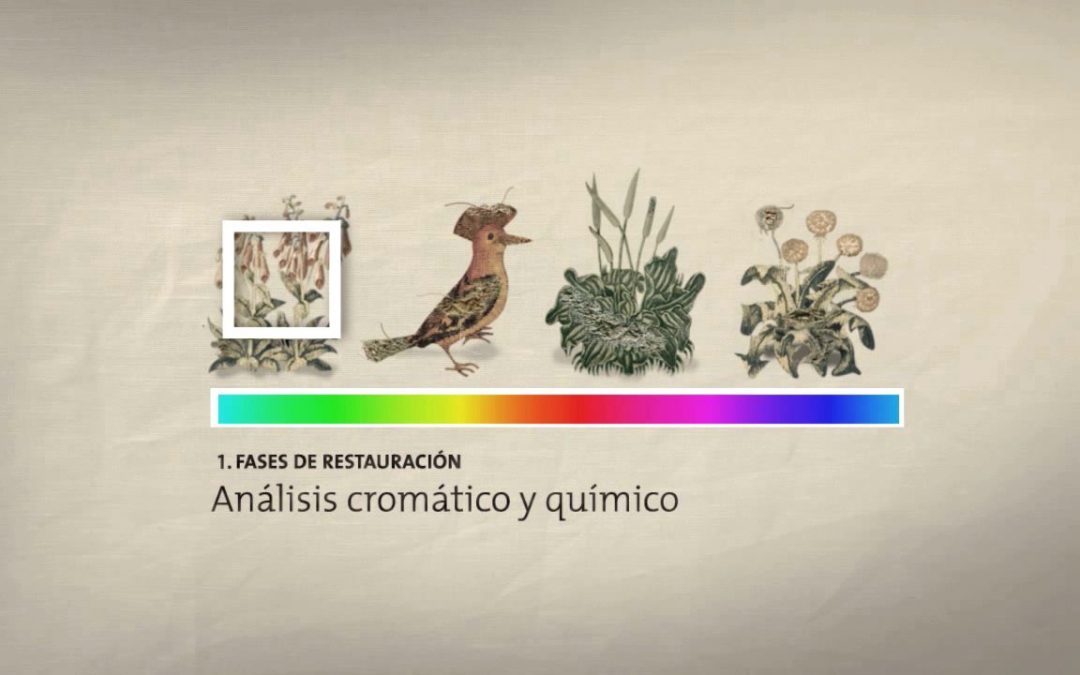 VIDEO EXPLICATIVO RESTAURACIÓN