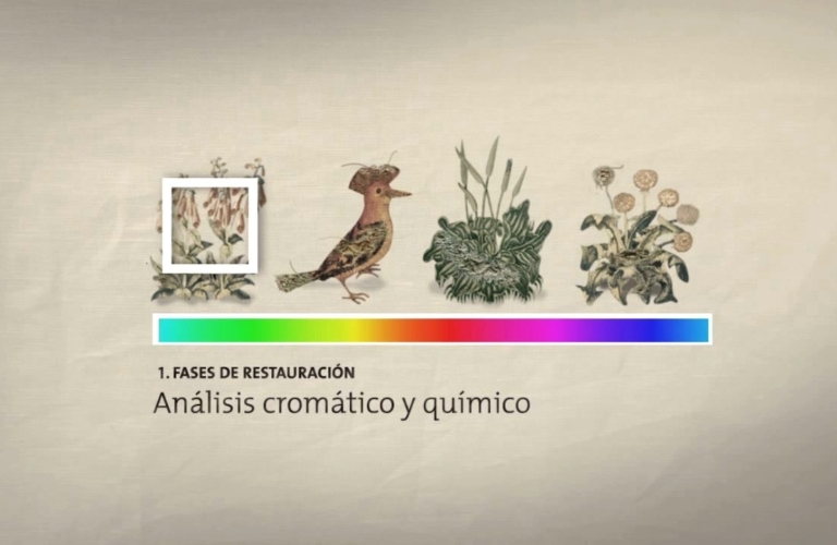 VIDEO EXPLICATIVO RESTAURACIÓN