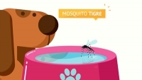 video explicativo perro bebiendo junto a un mosquito tigre